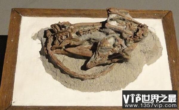 寐龙：小型食肉恐龙，化石在辽宁出土，体米1米