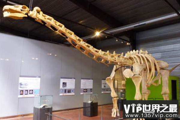 华北龙：一种巨型蜥脚类恐龙，化石骷髅完整度全球罕见