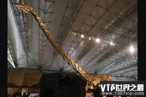 华北龙：一种巨型蜥脚类恐龙，化石骷髅完整度全球罕见