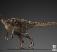北美洲小型食肉恐龙：史托龙，体长4米的小型暴龙类恐龙