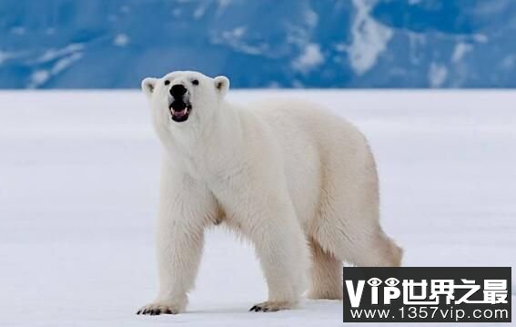 北极熊用什么来导航，大鼻子是导航利器