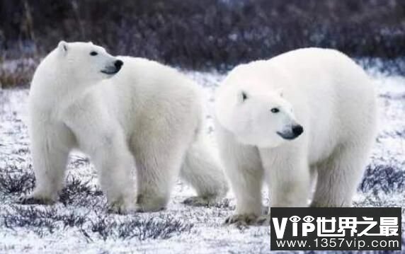 北极熊离不开海冰，却可以不需要陆地