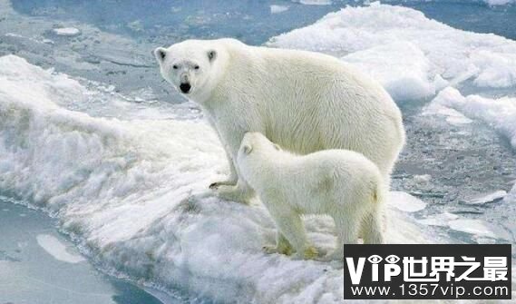 北极熊离不开海冰，却可以不需要陆地