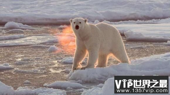 北极熊去陆地上干什么，北极熊的陆地生活