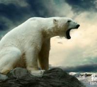 北极熊去陆地上干什么，北极熊的陆地生活