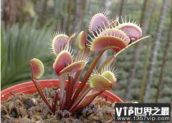 会吃动物的植物有哪些？(图2)