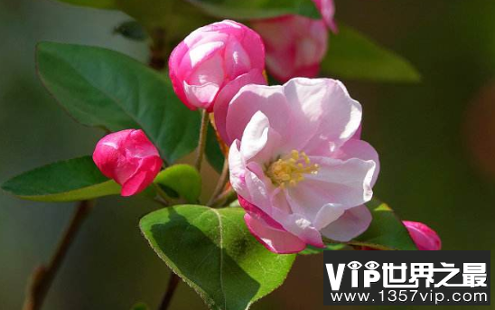 花开时有声音吗?用心倾听，会听到花开的声音