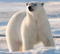 南极有北极熊吗，这个真的没有