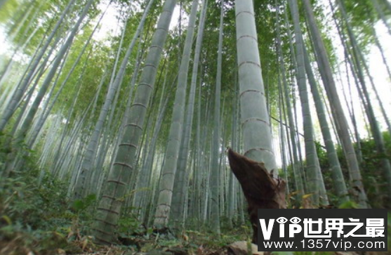 世界上生长最快的植物：毛竹，一昼夜能长高1米(图1)