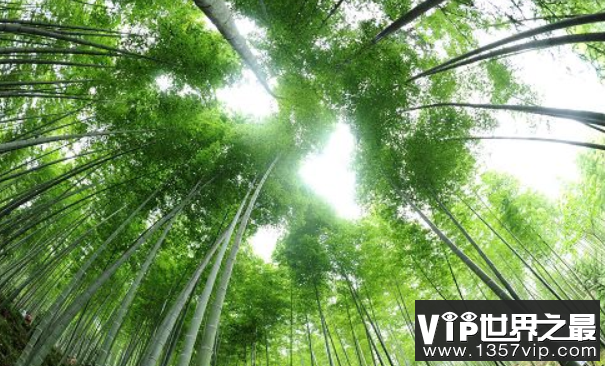 世界上生长最快的植物：毛竹，一昼夜能长高1米(图2)