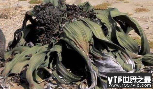 世界上最抗旱的植物：奇异威灵仙，耐旱力强，寿命可达千年(2)