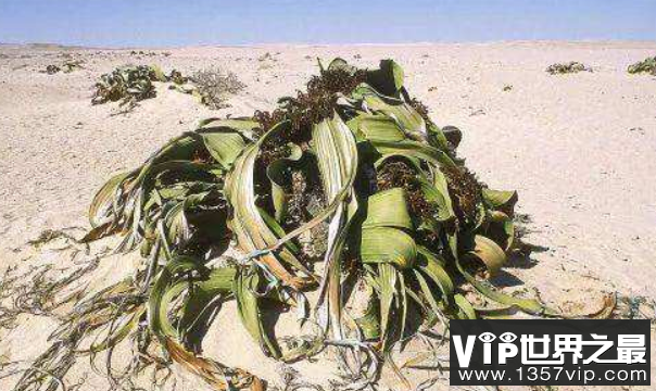 世界上最抗旱的植物：奇异威灵仙，耐旱力强，寿命可达千年(3)