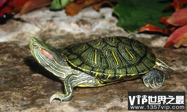 巴西龟冬眠吗，巴西龟怎么冬眠?