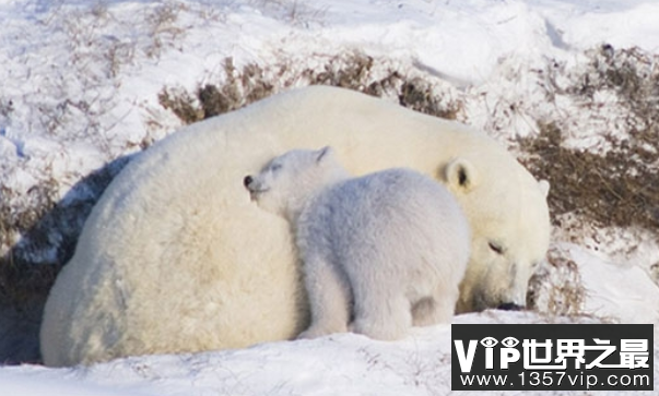 北极熊会冬眠吗，北极熊怎么冬眠？