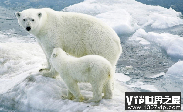 北极熊为什么不怕冷，毛多皮厚能隔热(1)