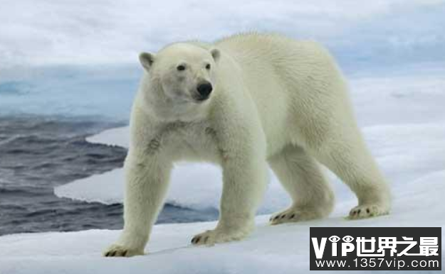 北极熊为什么不怕冷，毛多皮厚能隔热(2)