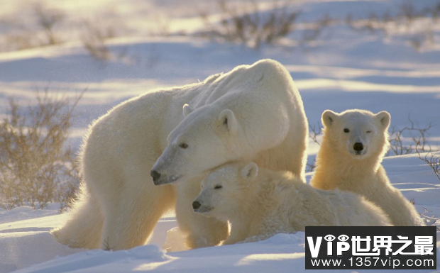 北极熊为什么不怕冷，毛多皮厚能隔热(3)
