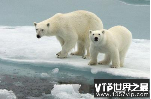 北极熊为什么不怕冷，毛多皮厚能隔热(4)