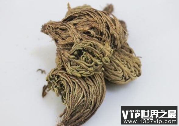 沙漠中的复活草：卷柏，晒干后仍能复活(2)