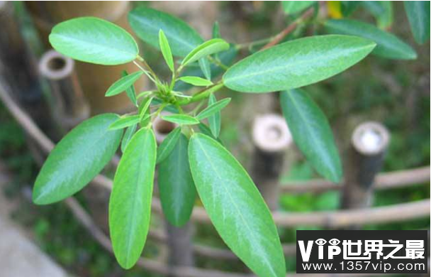 植物界的“舞林高手”：跳舞草，叶子挥动像打旗语(1)