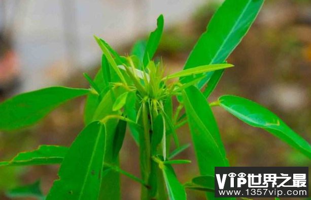 植物界的“舞林高手”：跳舞草，叶子挥动像打旗语(2)
