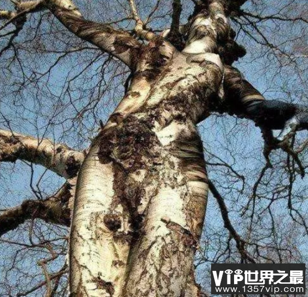 非洲吃人树真的会吃人，枝条如蛇，被缠住极难脱身(5)