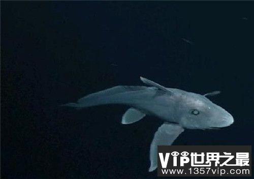 3亿年前神秘生物鬼鲨首次爆光.又称尖鼻蓝色银鲛(生殖器长在头上)