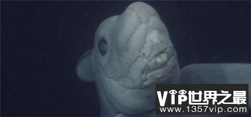 3亿年前神秘生物鬼鲨首次爆光.又称尖鼻蓝色银鲛(生殖器长在头上)
