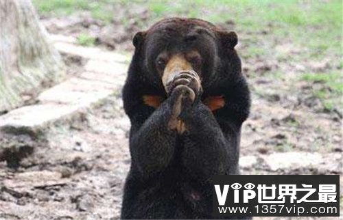 【姜子牙前世真的是一头熊吗】姜子牙是什么转世?
