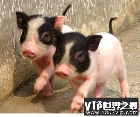 寂寞的女人还能做出什么事儿来？