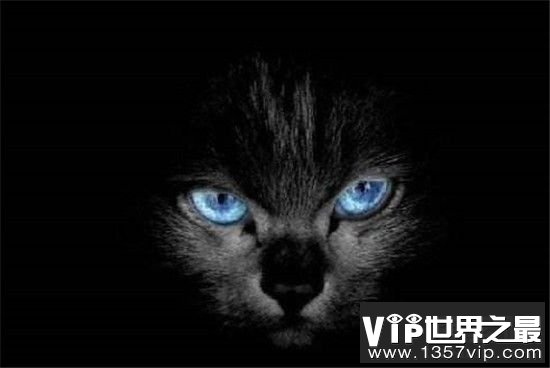 【死人为什么不能见猫狗】守灵的时候黑猫靠近会出现什么恐怖的现象?