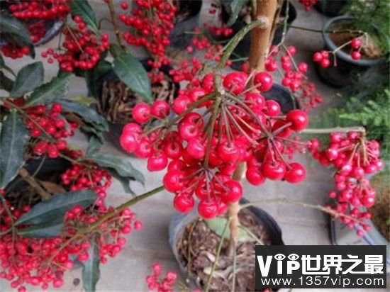 【朱砂根的豆豆是什么】朱砂根的副作用是什么呢