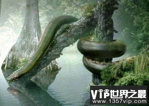 史前五大凶猛怪兽，巨齿鲨体重47吨最为生猛