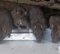 恐怖的切尔诺贝利巨鼠是否存在，群鼠攻击人类并瞬间吃光