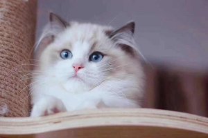 世界十大最粘人的猫 布偶猫不能忍受孤单缅因猫外表粗犷