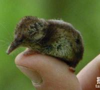 世界上最小的哺乳动物：鼩鼱，体长仅4厘米，体重只有3克
