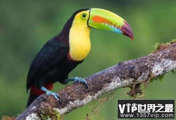 世界上嘴巴最大的鸟：巨嘴鸟，嘴巴最长30厘米(占身长一半)