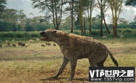 史上最庞大的狗：巨鬣狗，体长2.5米，体型与成年棕熊相当