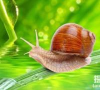 世界上最小的蜗牛：体长0.6毫米，小过针眼的超微蜗牛