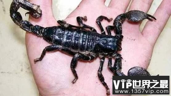 世界上最大的蝎子：真帝王蝎，体长0.4米(成年人手掌的2倍)