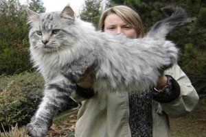 世界十大体格最大的猫 缅因猫体型健壮毛发旺盛