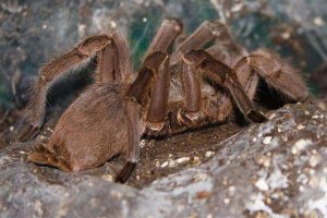 世界十大最毒蜘蛛 巴西游走蛛身材娇小毒性强大