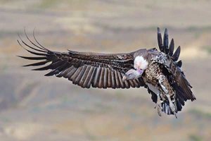 世界十大飞的最高的鸟 黑白兀鹫飞行高度和飞机一样高