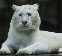 世界上最白的老虎：纯白虎，曾与自己女儿交配的老虎(仅存200只)