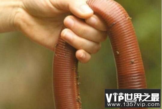 世界上最大的蚯蚓：澳大利亚巨型蚯蚓，最大体长3米(存活5年以上)