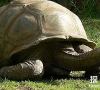 世界最长寿的乌龟：阿尔达不拉巨龟，活了250岁