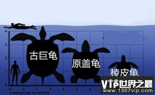 地球上最大的乌龟：古巨龟，重达2000多公斤的史前大龟