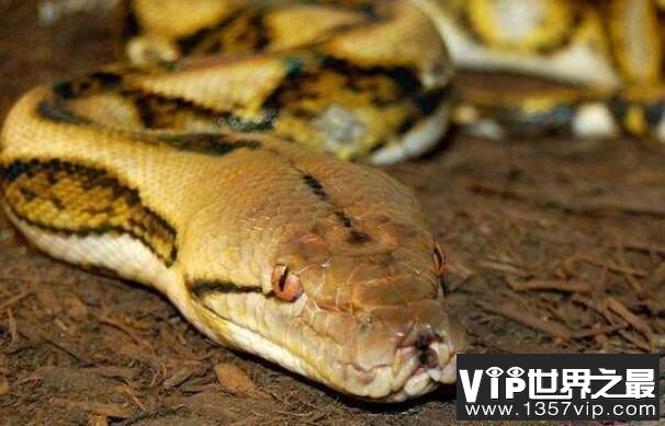 世界上最大的蟒蛇：网纹蟒，体长14.85米的超级大蛇