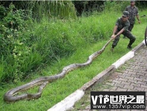 世界上最大的蟒蛇：网纹蟒，体长14.85米的超级大蛇
