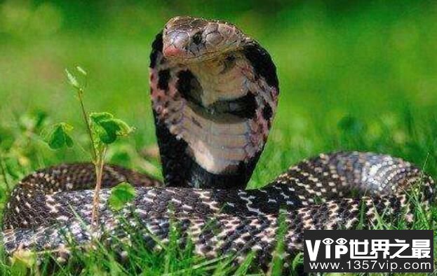 舟山眼镜蛇：名字很美毒性很强的蛇，沟牙毒蛇的一种（蛇中之王）